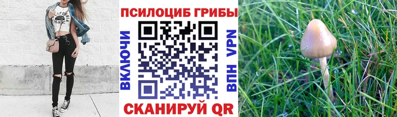 дарнет шоп Яранск Псилоцибиновые грибы Magic Shrooms